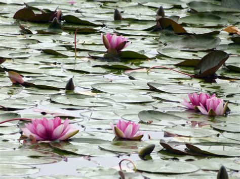 Gambar : mekar, menanam, daun bunga, kolam, botani, tanaman air, Flora ...