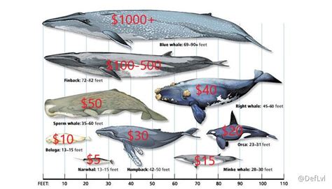 What type of Whale are you? Genshin Impact | HoYoLAB