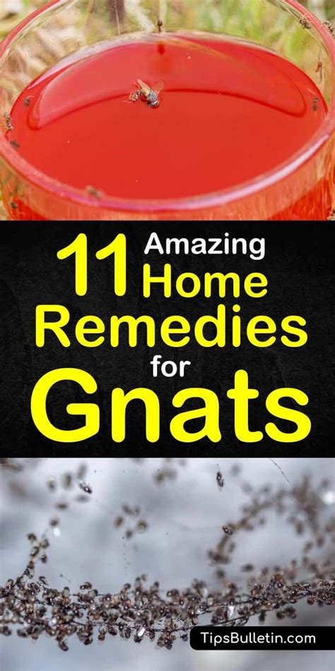 How To Get Rid Of Gnats In Houseplants With Vinegar - Latest News