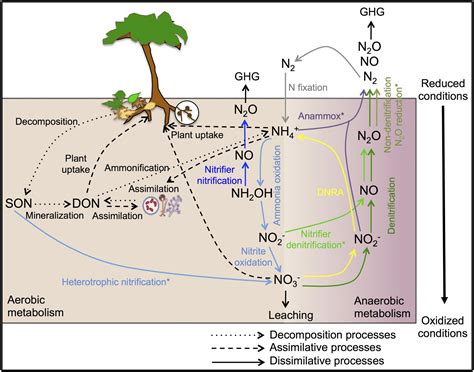 Frontiers | Ecology of Nitrogen Fixing, Nitrifying, and Denitrifying ...