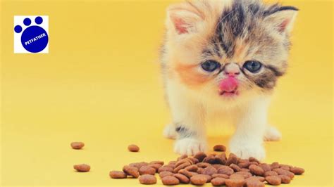 Best Cat Food For Persian Cats In India (2024) By Petfather