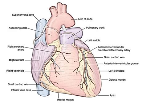 Heart – Earth's Lab