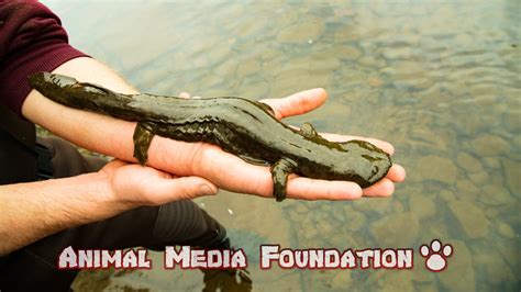 What is HELLBENDER? - Animal Media Foundation