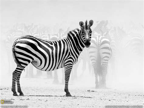 Zebra Desktop Wallpapers - Wallpaper Cave