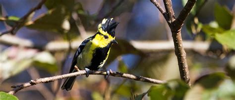 Eagle Nest Wildlife Sanctuary, Eaglenest Wildlife Sanctuary, Eaglenest ...