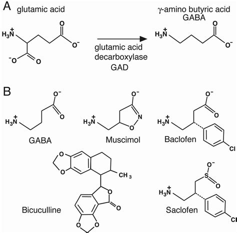 glutamate decarboxylase - meddic