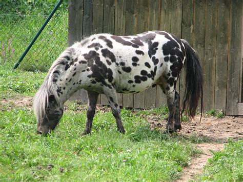 Shetland Pony | Horse coat colors, Horses, Rare horse colors