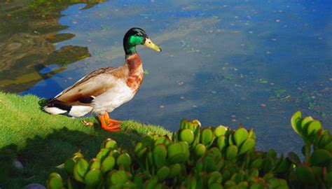 The Components of an Aquatic Ecosystem | Animals - mom.me