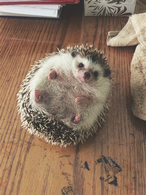 Pin on Cute Hedgehogs