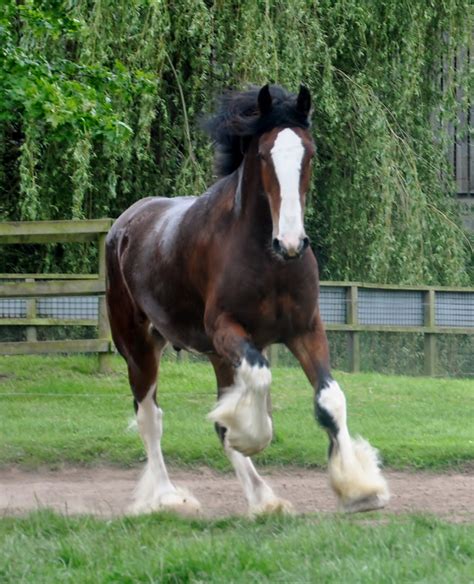 Shire Horse