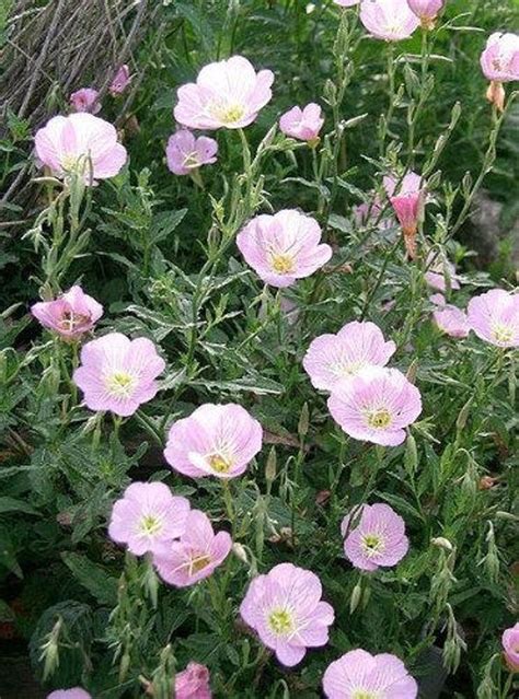 1000 Showy PINK EVENING PRIMROSE Pink Ladies / Mexican | Etsy | Flower ...