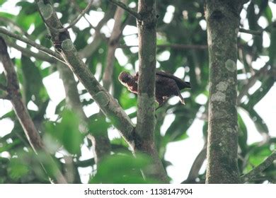 785 Birds Eat Ants Images, Stock Photos & Vectors | Shutterstock