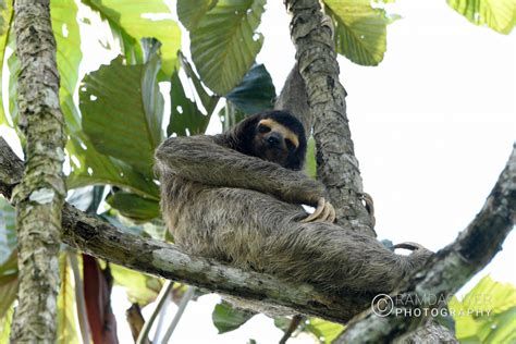 Panama Wildlife – Ramdas Iyer Photography