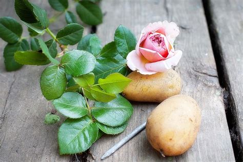 How to Propagate Roses Using Potatoes | Hunker