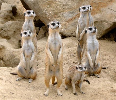 Meerkat – Facts, Size, Habitat, Pictures