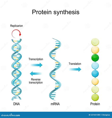 Transcription And Translation. Protein Synthesis Cartoon Vector ...