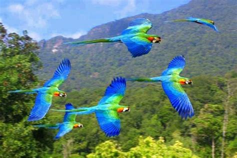 Macaws flying free in the wild | Animals, Animals beautiful, Pet birds