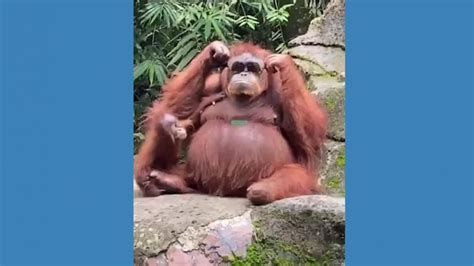 Orangutan tries on safari visitor's dropped sunglasses Video - ABC News