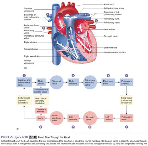 Route of Blood Flow Through the Heart