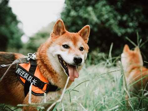 A Close-Up Shot of a Shiba Inu on a Harness · Free Stock Photo