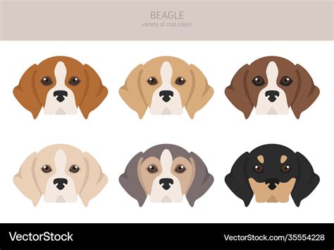 Beagle clipart different coat colors set Vector Image