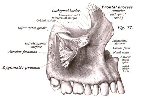 Maxilla Bone - The Definitive Guide | Biology Dictionary