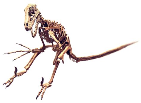 utahraptor skeleton by hannay1982 on DeviantArt