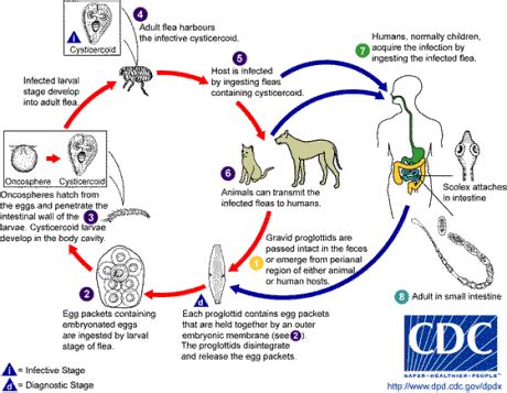 Life Cycle of a Flea: Eliminating Them at Every Stage