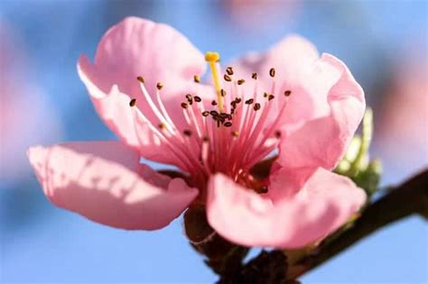 Peach blossom Flower | Prunus persica | BioExplorer.net