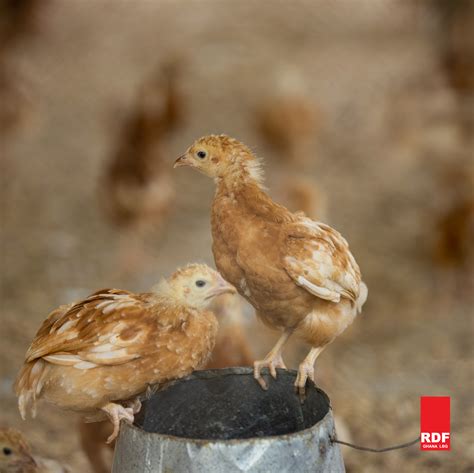 Have The Chickens Come Home To Roost? - RDF