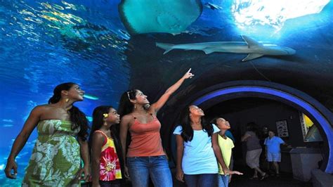 Maui Ocean Center The Aquarium Of Hawaii