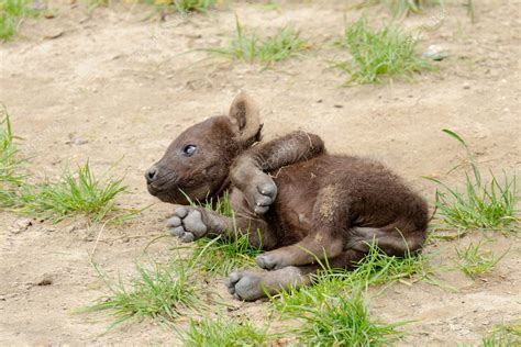 Spotted hyena cub Stock Photo by ©paulvandenberg 8400277