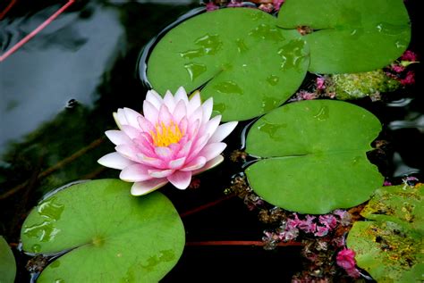 Free photo: Lily Pad Flower - Flower, Lily, Lilypads - Free Download ...