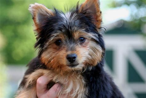 Chorkie Dog Profile: The Complete Chihuahua Yorkie Mix Guide for New ...