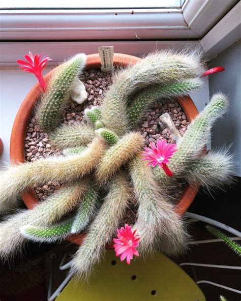 The Monkey Tail Cactus 'Cleistocactus Colademononis' | Succulent City ...