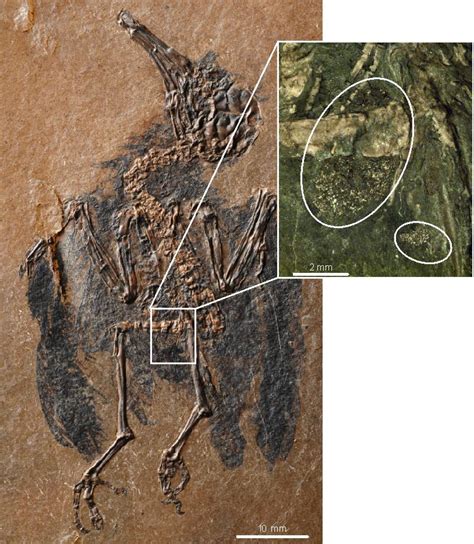 47 million year old bird fossil offers evidence of oldest known pollinator