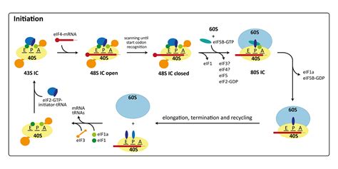 Eukaryotic Cytosolic Ribosomes – The Ban Lab | ETH Zurich