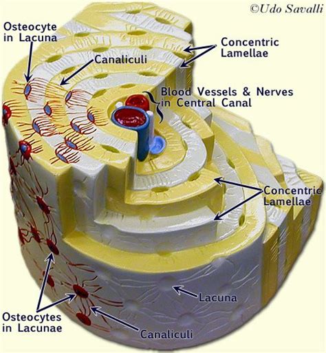 This photo shows a model of an osteon. It points out the blood vessels ...