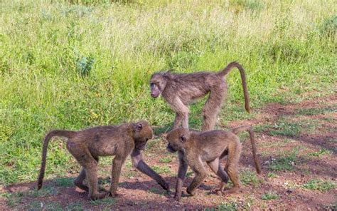 Chacma Baboon - Welcome To Zambia