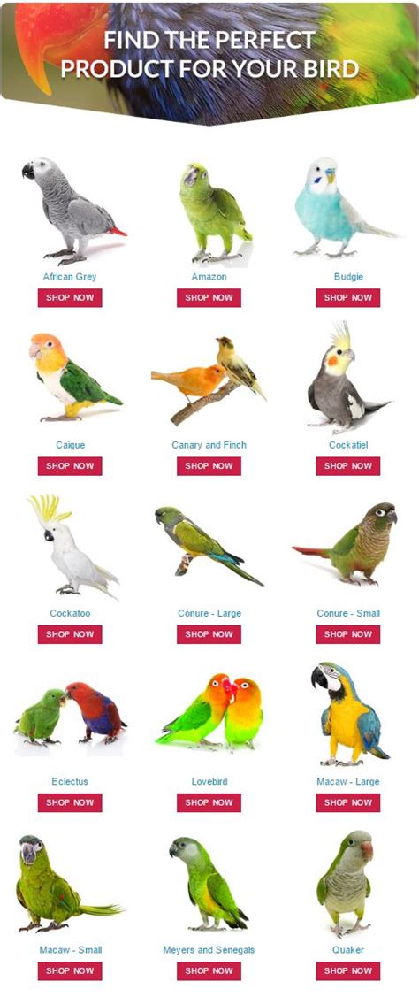 Find the perfect product for your pet #parrot by shopping at # ...