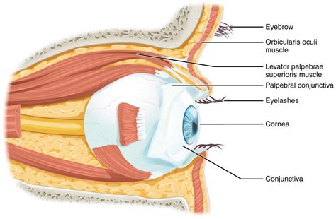 8.2 Eye and Ear Basic Concepts – Nursing Skills