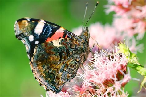 Free Photo | Butterfly with antennae raised