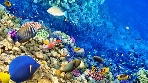 Scuba Diving Coral Reef Wallpaper