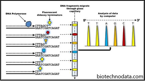 Method of DNA Sequencing (Sanger-Sequencing) – Bio Techno Data