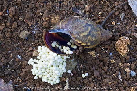 Giant African Land Snail stock photo - Minden Pictures