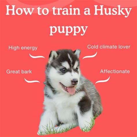 How to Train a Husky Puppy | Complete Training Guide