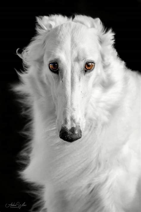 by Andrea Willers - Borzois have such soulful eyes | Dog breeds, Borzoi ...