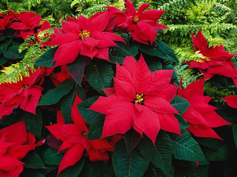 7 Best Fertilizer For Poinsettia 2023 - FarmTilling