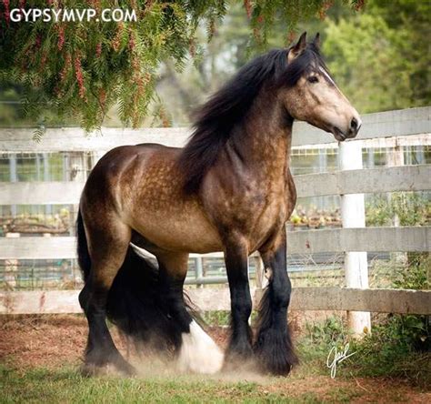 Gypsy Vanner Horses for Sale | Stallion | Sooty Buckskin | Duke