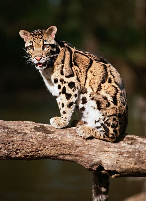 Clouded leopard | Endangered species, Southeast Asia, Nocturnal ...